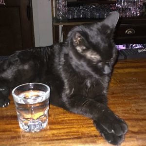 Meet your Posher, Gretta